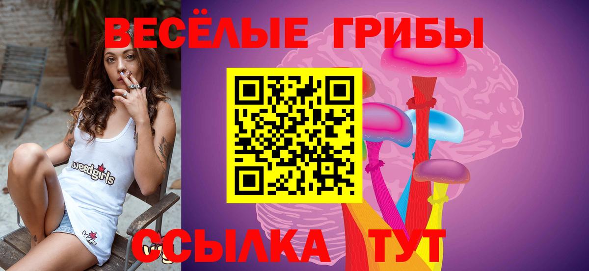 Псилоцибиновые грибы Psilocybe Бердск